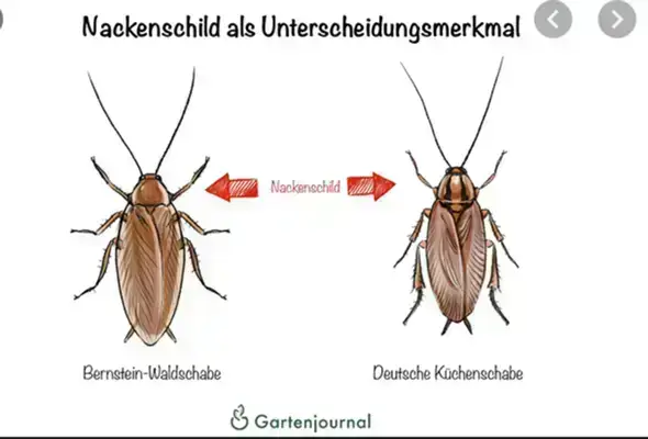  - (Insekten, Käfer, Ungeziefer)