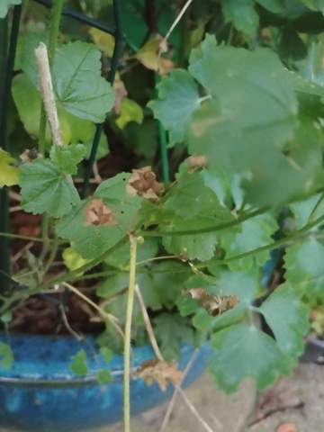 - (Pflanzen, Garten, Blumen)