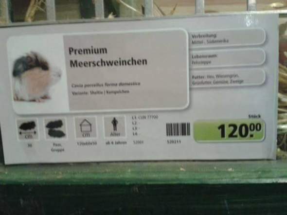 WIch viel kosten meerschweinchen bei Dehner? (Nagetiere)
