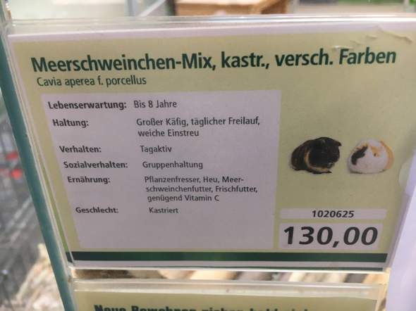 WIch viel kosten meerschweinchen bei Dehner? (Nagetiere)
