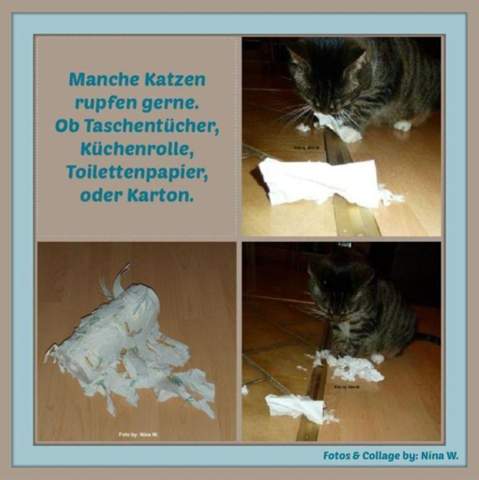Katze kaut alles an? (Ernährung, Zähne, Tierarzt)