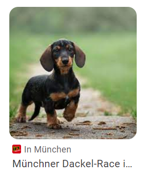 - (Tiere, Umfrage, Hund)