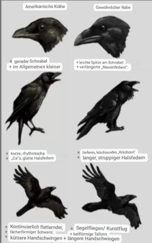 Kann man Rabe und Krähe unterscheiden? (Größe, Unterschied, Raben)