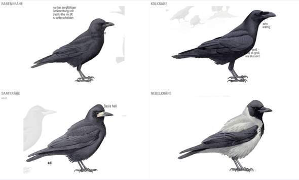 Kann man Rabe und Krähe unterscheiden? (Größe, Unterschied, Raben)