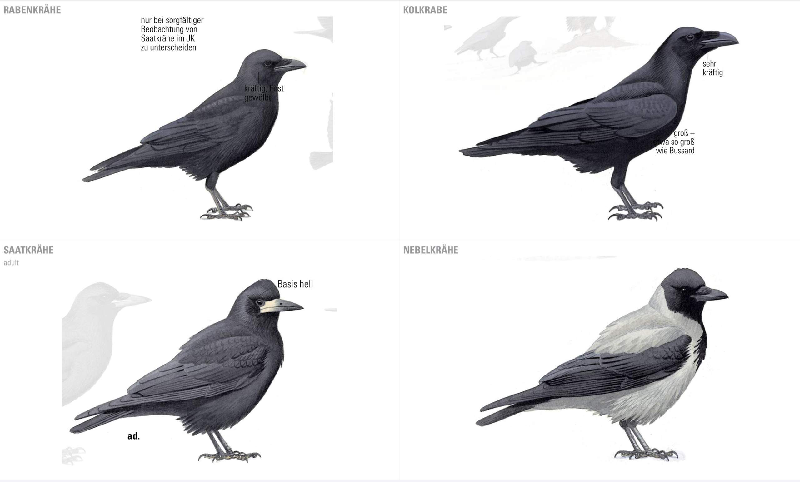 Kann man Rabe und Krähe unterscheiden? (Größe, Unterschied, Raben)