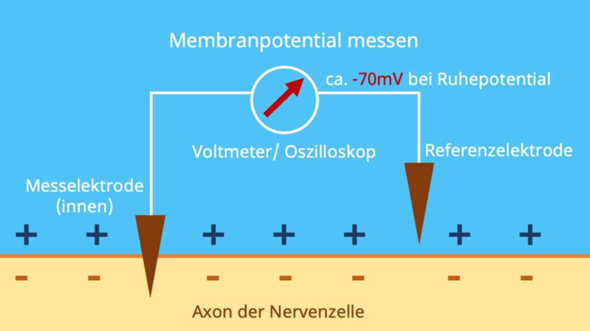 Neurobiologie Weiterleitung eines Aktionspotentials? (Biologie, Bio ...