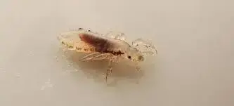  - (Insekten, Käfer, Ungeziefer)