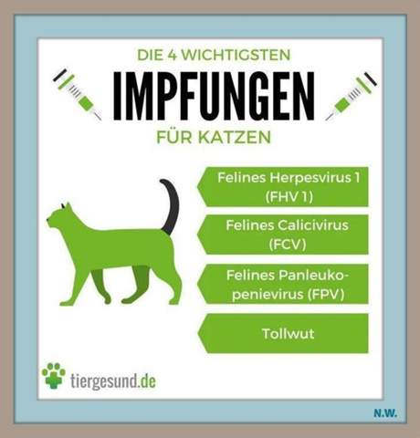  - (Katze, Impfung, Tierarzt)