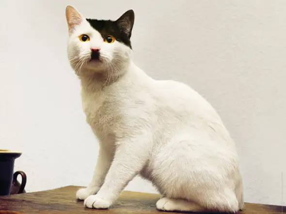  - (Adolf Hitler, cat)