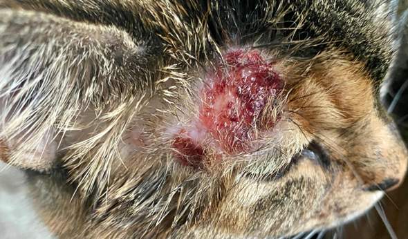 - (Entzündung, Tierarzt, Kater)