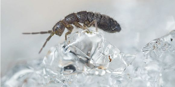 Gletscherflöhe Arktis, Antarktis? (Insekten, Eis, Flöhe)