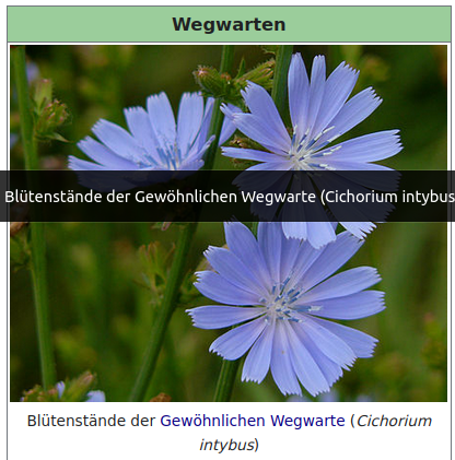  - (Blumen, Pflanzenpflege, Botanik)