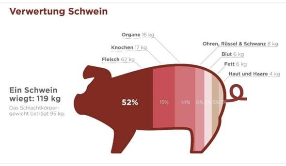 Aus wie viel prozent blut besteht ein schwein? (Ernährung)