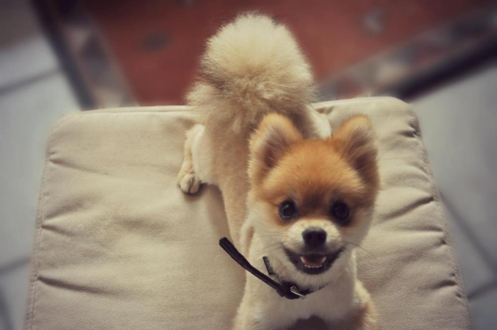 BOO der süßeste Hund der Welt. Welche Rasse? (süß, Hunderasse, bo)
