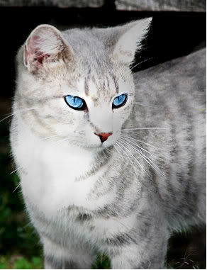  - (Warrior Cats, Steckbrief, Warrior cats Steckbrief )