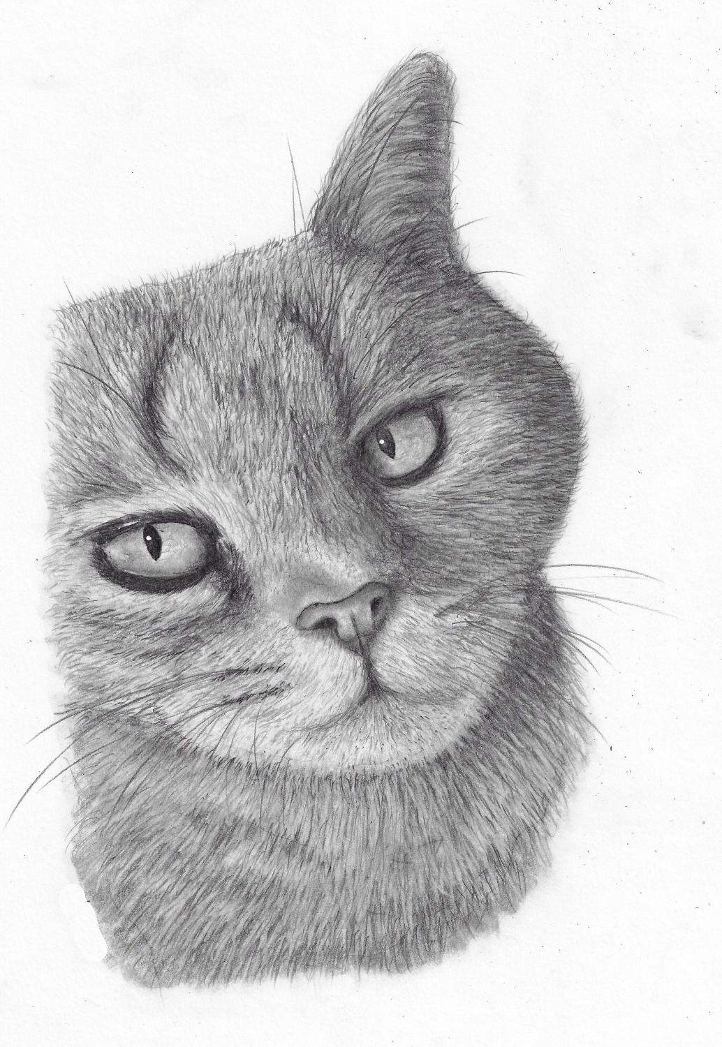 Wie lernt man Katzen zu zeichnen? (Lernen, Katze, Kunst) Wie lernt man Katzen zu zeichnen? (Lernen, Katze, Kunst)