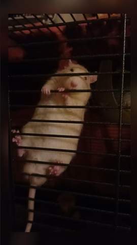 - (Ratten, Käfig, klettern)