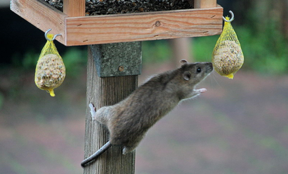 - (Ratten, Käfig, klettern)