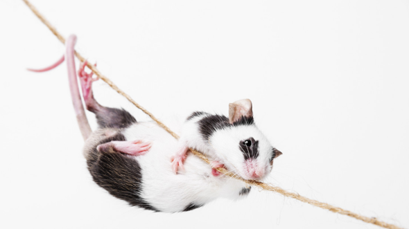 - (Ratten, Käfig, klettern)