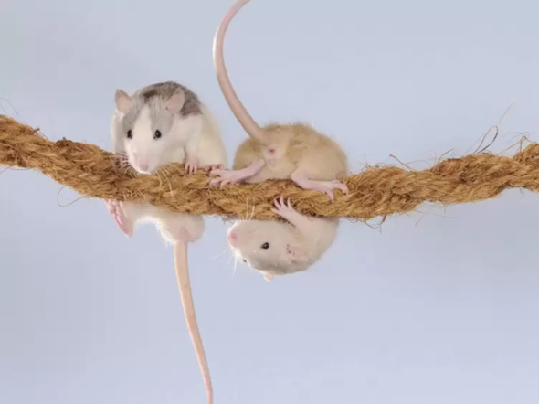 - (Ratten, Käfig, klettern)