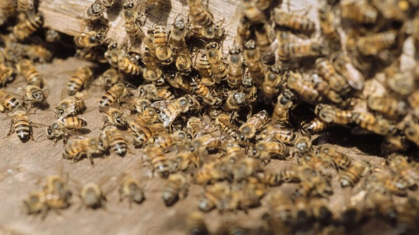  - (Biologie, Bienen, Honig)