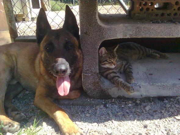 Hund Und Katze In Einem Haushalt So Geht Es Richtig Vtg