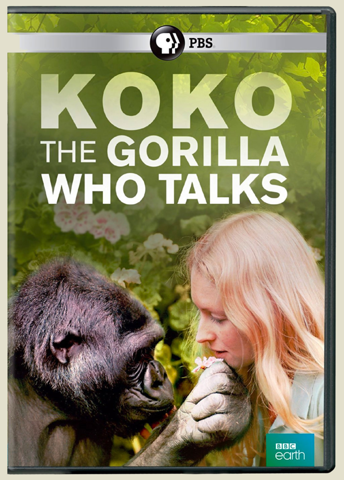 Ist Dieser Au ergew hnliche Gorilla Gef hrlich Zeichensprache ist-dieser-au-ergew-hnliche-gorilla-gef-hrlich-zeichensprache