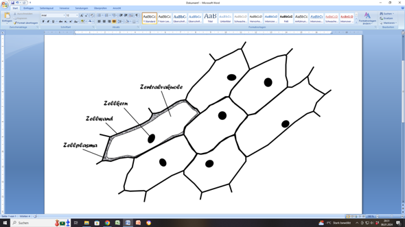 Zellen der Zwiebelhaut? (Zeichnung, Mikroskop)