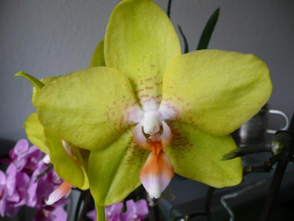 gelbe Orchidee - (Pflege, Standort, Orchideen)