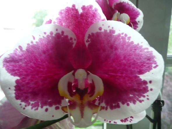 lila Orchidee - (Pflege, Standort, Orchideen)