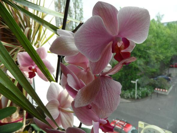 meine Orchideen - (Pflege, Pflanzen, Blumen)