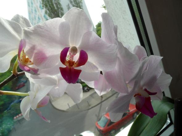 meine weißen/lila Orchideen - (Pflege, Pflanzen, Blumen)