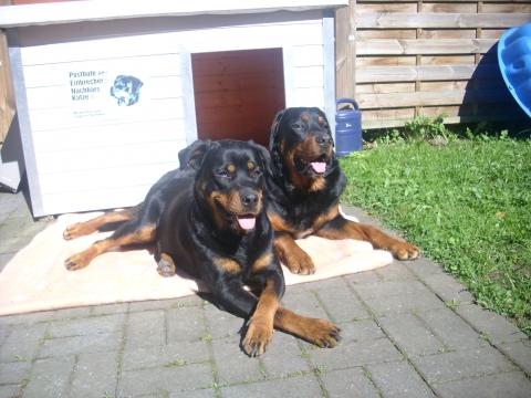Weshalb Haben Viele Rottweiler Keinen Schwanz Tiere Hund
