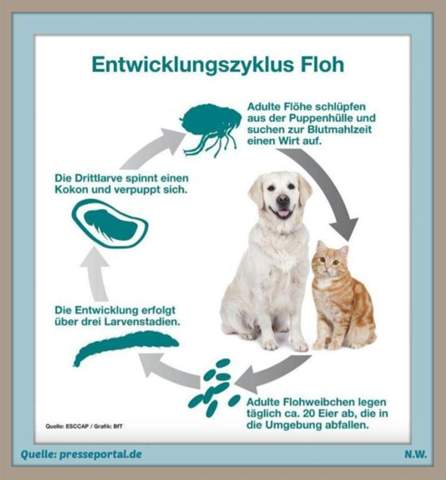  - (Katze, Tiermedizin, Hauskatze)