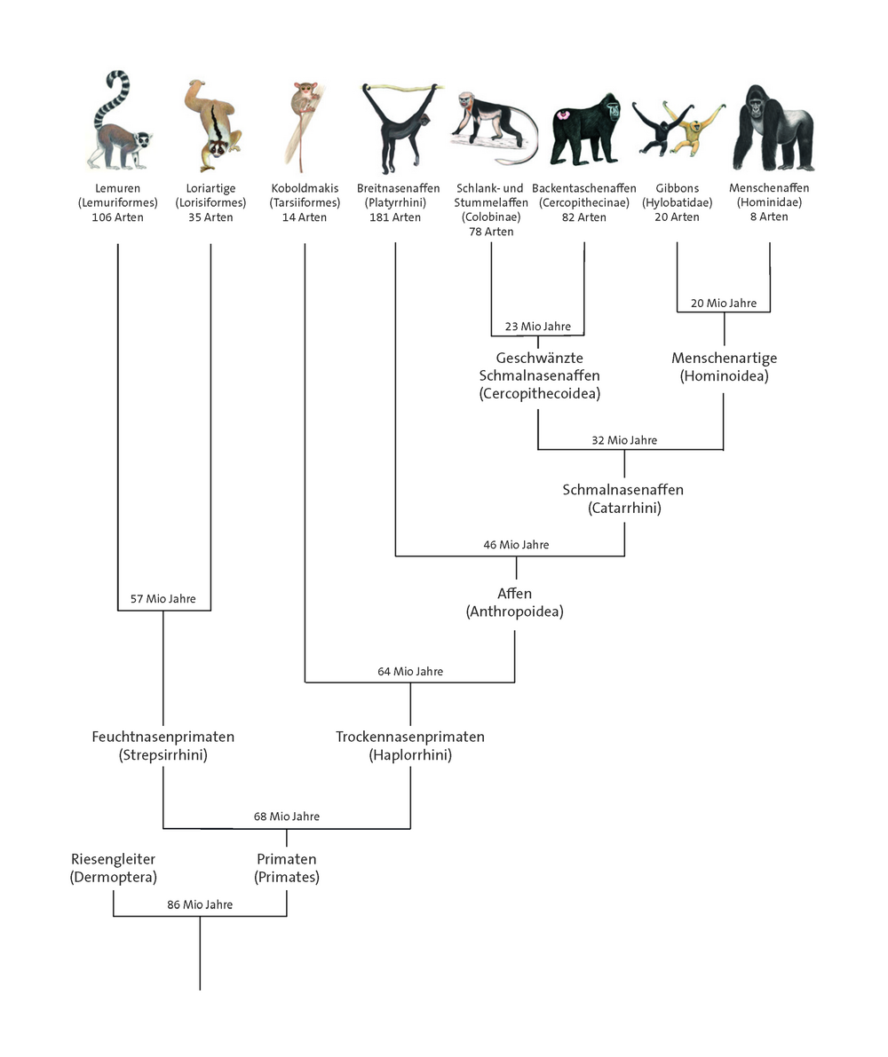Stammbaum der Primaten? (Tiere, Familie, Genetik)