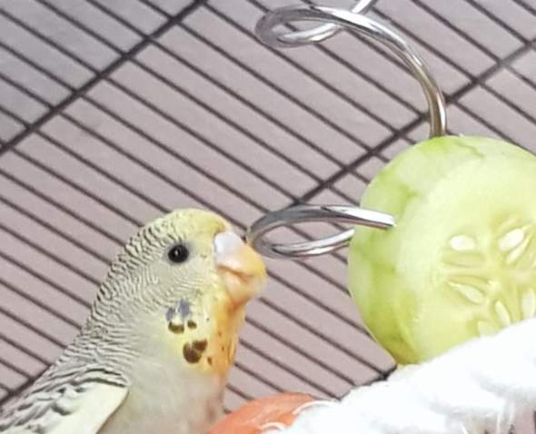 - (Tierhaltung, Wellensittich, Futter)