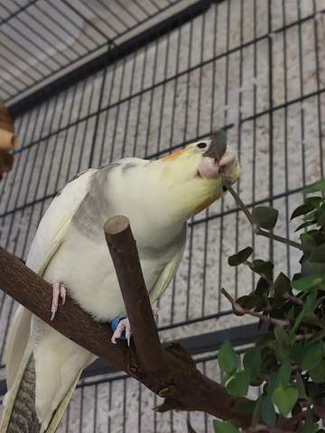 - (Tierhaltung, Wellensittich, Futter)
