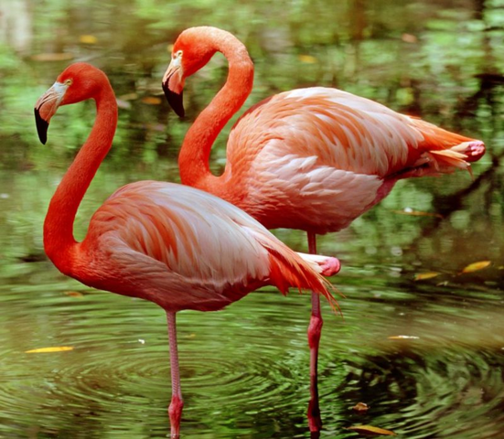  - (Vögel, Flamingo, ein bein)