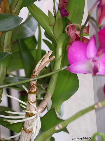 Dendrobium - Kindel groß genug zum einpflanzen - (Pflanzen, Blumen, Pflanzenpflege)