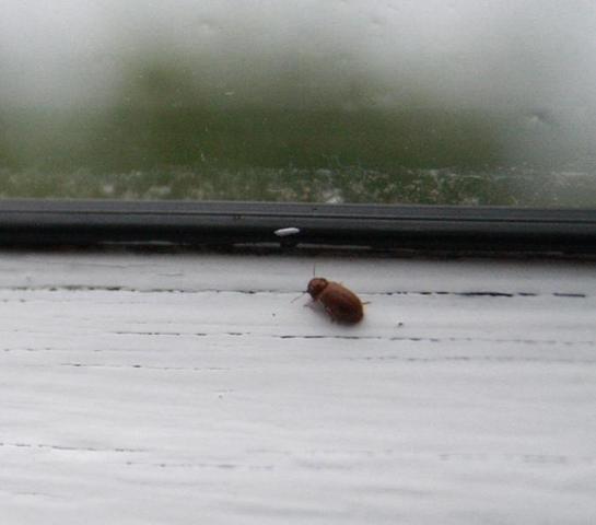 Bild 2 - (Insekten, Zimmer, Käfer)