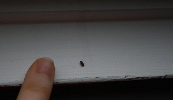 Bild 3 - (Insekten, Zimmer, Käfer)
