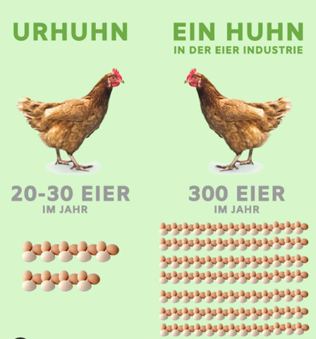 Fleisch essen - moralisch verwerflich oder unverwerflich? (Umwelt ...