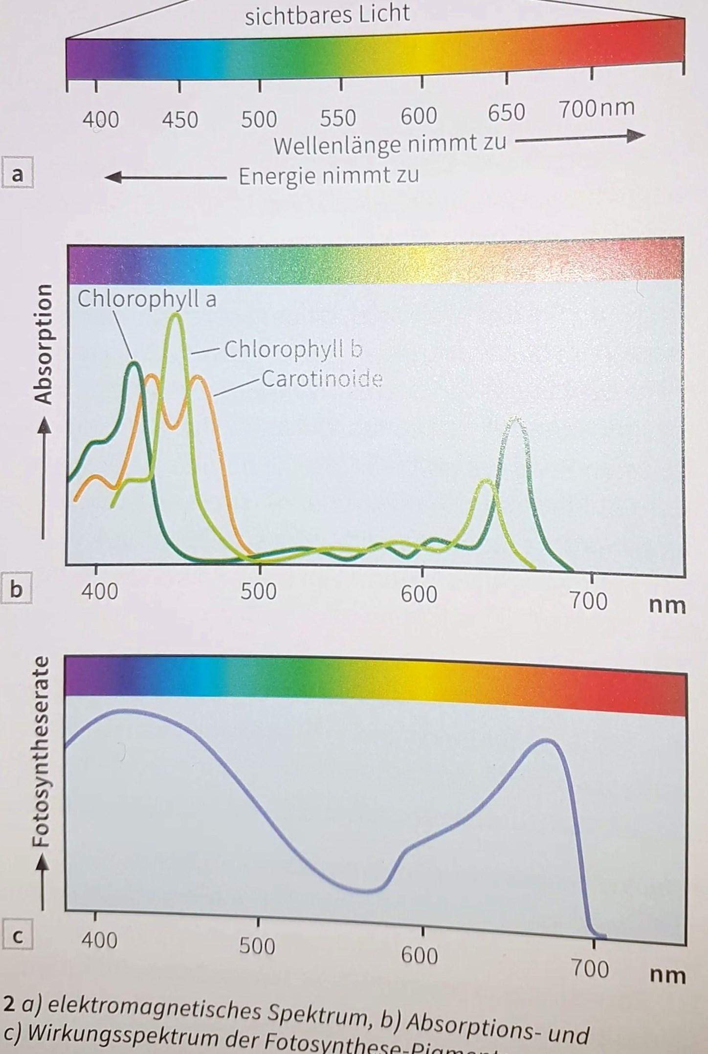 Biologie kann mir jemand den zusammenhang erläutern? (Pflanzen, Bio