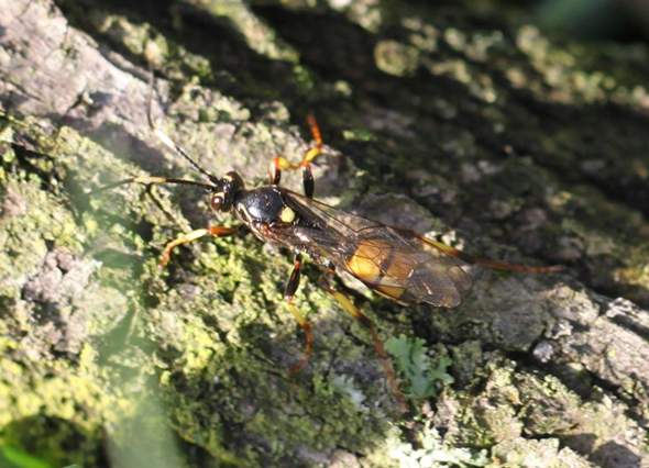 Welche Insekt kann das sein? (Insekten, Ungeziefer)