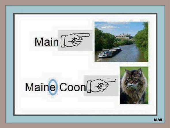  - (Katze, Tierhaltung, Maine Coon)