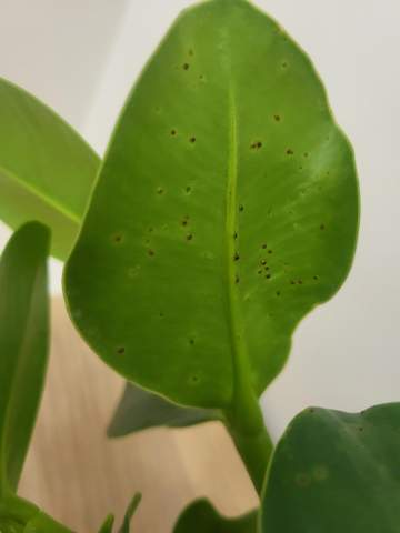 calathea roseopicta medallion Calathea Roseopicta 'Medallion' II | Indoor Plant | Tropical Plant | Potted Plant