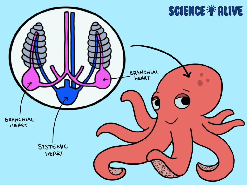 Wie viele Herzen hat ein Oktopus? (Wissen, Aquaristik)