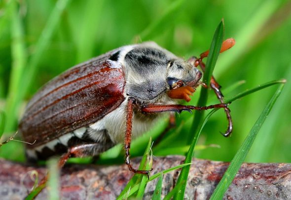  - (Insekten, Käfer)