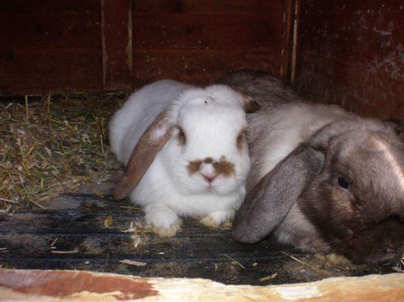  - (Foto, Haustiere, Kaninchen)