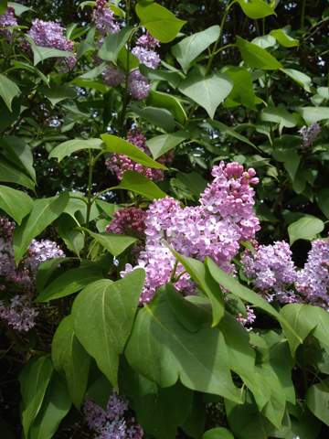 - (Blumen, lila, Sträucher)